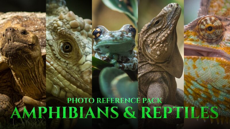 两栖动物和爬行动物 – 艺术家照片参考包 197 JPEG-图片效果社区-图片设计-后期素材库